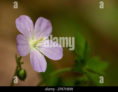 Géranium sauvage (Gernamium maculatum) - Comté de Hall, Géorgie. La fleur de géraniums sauvages est baignée de soleil sur le sol de la forêt. Banque D'Images