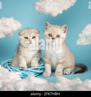 Deux petits chatons écossais moelleux aux cheveux légers, qui regardent sur les côtés avec intérêt en jouant dans une couronne en osier parmi les nuages blancs sur un baba bleu Banque D'Images