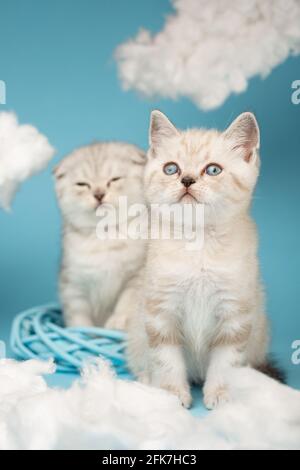 Portrait d'un chaton écossais avec des yeux bleus qui regarde avec enthousiasme quelque chose contre le fond d'un autre chat avec des yeux fermés. Bleu s Banque D'Images