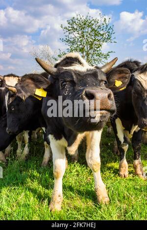 Gros plan d'une vache curieuse Banque D'Images