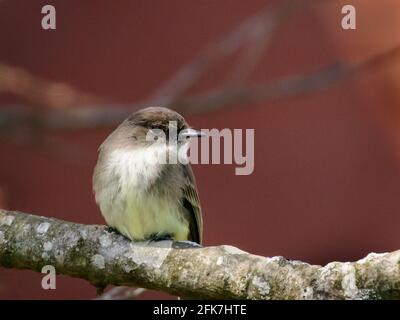 phoebe de l'est (Sayornis phoebe) - Comté de Hall, Géorgie. phoebe de l'est perchée sur le membre d'un chêne rouge. Banque D'Images