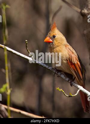 Cardinal du Nord (cardinalis cardinalis) - Comté de Hall, Géorgie. Cardinal du nord assis sous le soleil de la fin de l'hiver. Banque D'Images