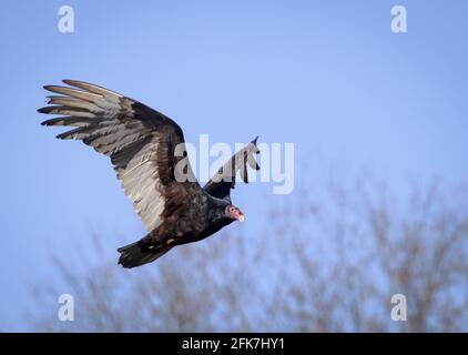 Vautour de la Turquie (Cathartes aura) - Comté de Hall, Géorgie. La vautour de la Turquie en fuite. Banque D'Images