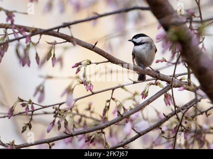 Carolina Chickadee (poecile carolinensis) - Comté de Hall, Géorgie. Carolina chicheadee assis dans un cerisier en fleur. Banque D'Images