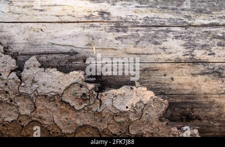 Vue rapprochée de l'écorce externe marron abîmée avec différentes couches, un arrière-plan naturel abstrait ou la texture de l'arbre Banque D'Images