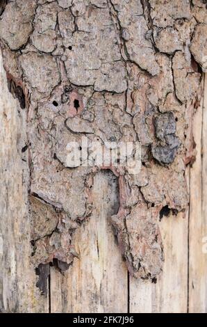 Vue rapprochée de l'écorce externe marron abîmée avec différentes couches, un arrière-plan naturel abstrait ou la texture de l'arbre Banque D'Images
