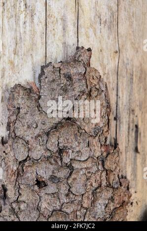 Vue rapprochée de l'écorce externe marron abîmée avec différentes couches, un arrière-plan naturel abstrait ou la texture de l'arbre Banque D'Images