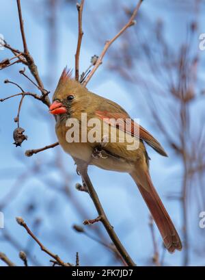 Cardinal du Nord (Cardinalis cardinalis) - Comté de Rutherford, Tennessee. Mâle cardinal du Nord se nourrissant de ce qui reste du fruit sur un pe Bradford Banque D'Images