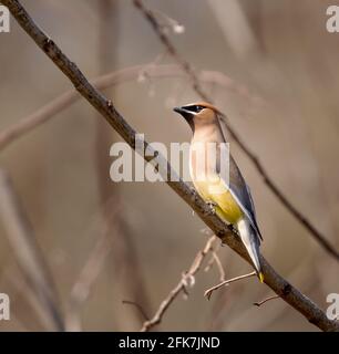 Cirage de cèdre (Bombycilla cedrorum) - Comté de Hall, Géorgie. Cirage de cèdre reposant dans un arbre de soie persan. Banque D'Images