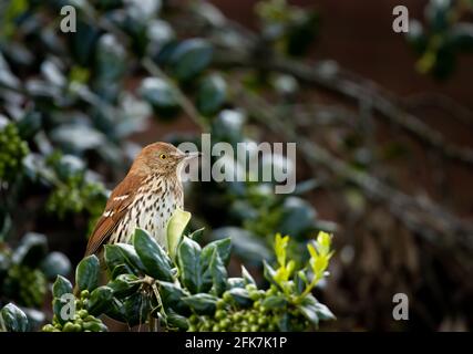 Brown thrasher (Toxostoma rufum)-Comté de Hall, Géorgie. thrasher marron baignant de soleil le matin du printemps. Le thrasher brun (Toxostoma rufum) est Banque D'Images