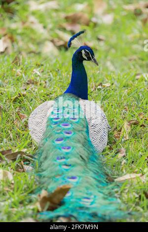 Paon indien ou paon assis sur fond vert d'herbe. Bleu magnifique oiseau coloré. Banque D'Images