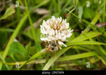 Abeille occidentale (APIs mellifera), trèfle blanc (Trifolium repens), ville d'Isehara, préfecture de Kanagawa, Japon. Le pollen d'abeille est visible sur la jambe. Banque D'Images