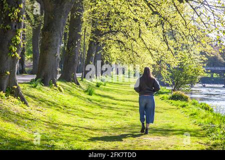 Avenham Park Preston, Lancashire, Royaume-Uni. Météo Royaume-Uni. Un ciel bleu et une matinée ensoleillée au printemps tandis que les habitants de la région font de légers exercices le long des rives du Ribble. Les routes du réseau 6 et 62 avec des avenues bordées d'arbres traversent le parc et il y a des kilomètres de sentiers de jogging bien aménagés et des promenades au bord de la rivière. Banque D'Images