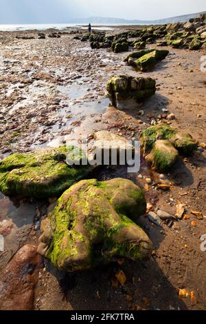 Compton,Bay,Iguanodon,empreinte,moulages,fossiles,fossiles,lits Wealden,géologie,paléontologie,sédimentaire,érosion,Ile de Wight,Angleterre,UK,125,million, Banque D'Images