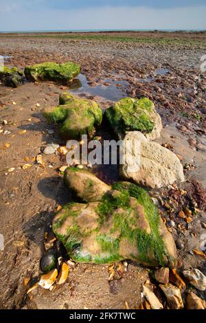 Compton,Bay,Iguanodon,empreinte,moulages,fossiles,fossiles,lits Wealden,géologie,paléontologie,sédimentaire,érosion,Ile de Wight,Angleterre,UK,125,million, Banque D'Images