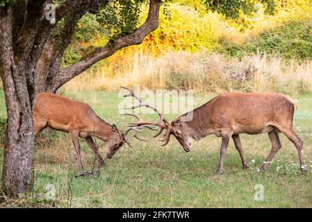 Deux cerfs mâles se battent avec leurs gros bois Banque D'Images