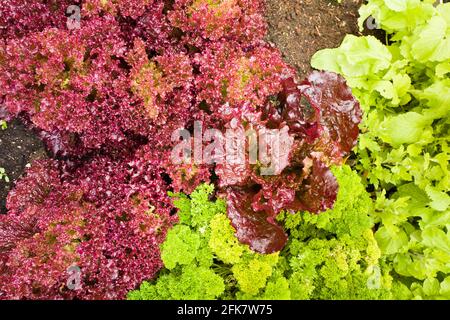 Laitue Loolo Rosso poussant dans un lit avec une autre salade Cultures de légumes dans un jardin anglais Banque D'Images