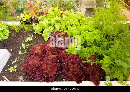 La laitue à feuilles volantes Lollo Rosso pousse dans un planteur relevé Avec d'autres cultures de légumes en salade dans un jardin anglais Banque D'Images