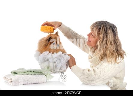 adulte pomeranian et femme devant un fond blanc Banque D'Images