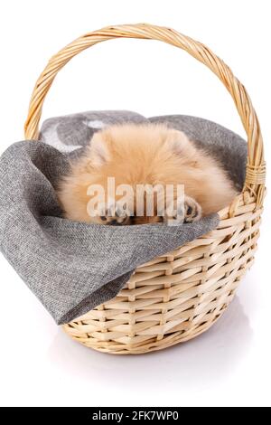 Le chien joueur de la race Poméranie Spitz se cache dans un panier en osier. Prise de vue sur fond blanc. Banque D'Images