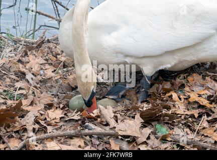 Une femelle de cygne déplace ses oeufs sur un nid qu'elle a construit pour 3 oeufs (2 visibles ici). Dans un parc à Flushing, Queens, New York. Banque D'Images