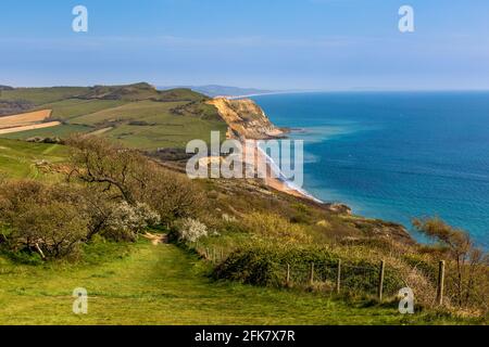 La plage de Seatown et le champ de Ridge Cliff tombent du South West Coast Path sur Golden Cap, Dorset, Angleterre Banque D'Images