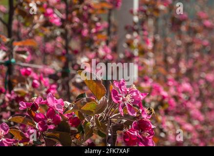 Fleurir la branche de pommier de pomme rouge de Kissabel au printemps. Leurs arbres produisent une belle fleur rose profonde. Orchard dans le Trentin-Haut-Adige Banque D'Images