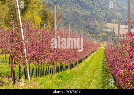 Fleurir la branche de pommier de pomme rouge de Kissabel au printemps. Leurs arbres produisent une belle fleur rose profonde. Orchard dans le Trentin-Haut-Adige Banque D'Images