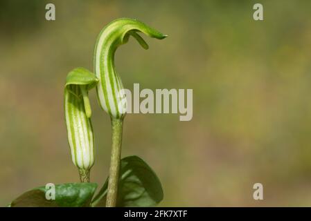 Gros plan de la fleur Arisaema ou feu Lily qui pousse avec des fleurs à rayures vertes et blanches au printemps Banque D'Images