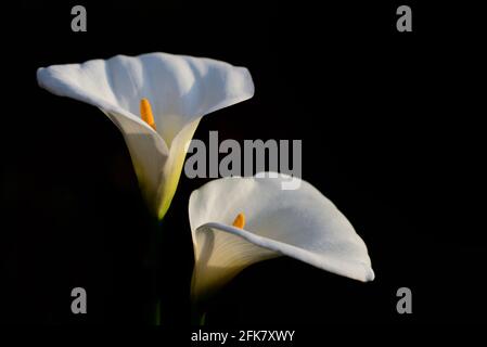 Deux fleurs blanches de Zantedeschia aethiopica, communément appelées nénuphars et nénuphars, sur fond sombre Banque D'Images