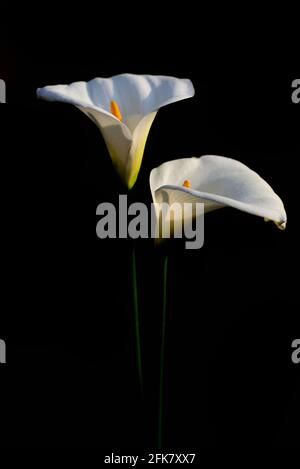 Deux fleurs blanches de Zantedeschia aethiopica, communément appelées nénuphars et nénuphars, sur fond sombre Banque D'Images