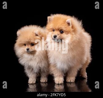 Deux Spitz de Pomeranian brun clair sur fond noir dans le studio. Portrait de chien. Banque D'Images
