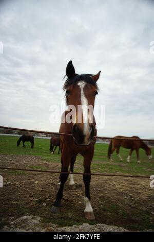 Un jour de printemps, des chevaux bruns se broutent dans un champ. Banque D'Images