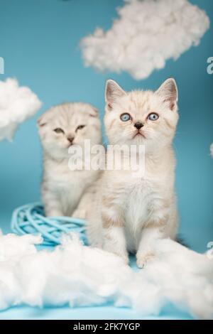 Chaton écossais avec des yeux bleus qui regarde avec enthousiasme quelque chose parmi les nuages sur un fond bleu ciel avec d'autres chats. Animaux de compagnie, animaux et Banque D'Images