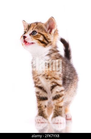 Chat tricolore devant un fond blanc. Concept de petits animaux de compagnie. Banque D'Images