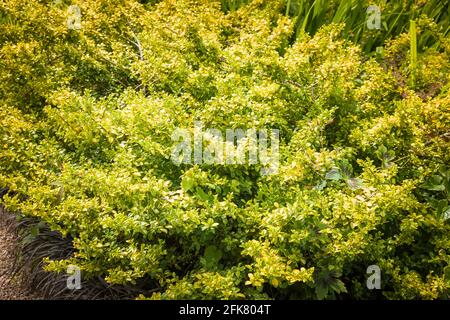 Ilex crenata Golden Gem croissant dans un jardin anglais à ROYAUME-UNI Banque D'Images