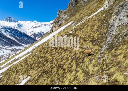 Un petit bovid, Chamois qui court sur le sommet de la pente de montagne. Banque D'Images