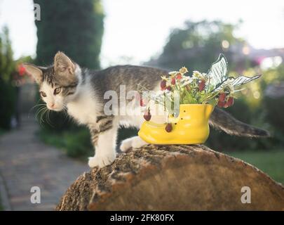 bouquet d'été de fraises et de pâquerettes dans un vase en forme de bottes sur une abattage d'arbre. A proximité se trouve un curieux chaton gris - blanc. Bonjour s. Banque D'Images