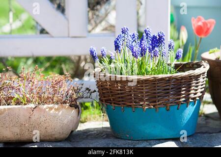 Fleurs printanières dans le pot dans le jardin fleuri muscari jacinthe de raisin, tulipe rouge et thym Banque D'Images