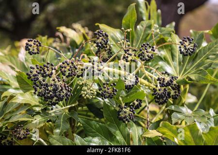 Gros plan des fruits de printemps sur un Bush de Fatsia Japonica qui pousse près du kiosque à Devonport Park, Plymouth, avec ses petits fruits noirs qui arrivent Banque D'Images