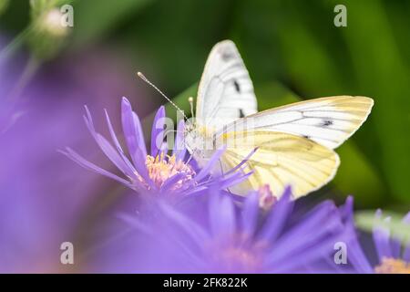 Grand papillon blanc (femelle) - Pieris brassicae - reposant Une fleur de l'aster de New York - Symphyotrichum novi-belgii Banque D'Images