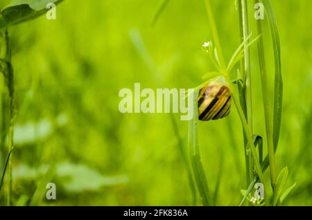 01. 05. 2017. Danube - Serbie, Novi Sad, Petrovaradin. Escargot sur l'herbe verte. Banque D'Images