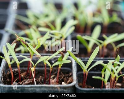 Plantules COSMOS dans des pots de pépinière Banque D'Images