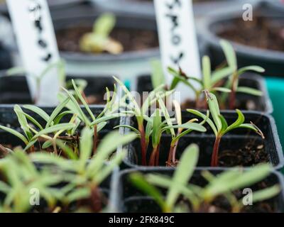 Plantules COSMOS dans des pots de pépinière Banque D'Images