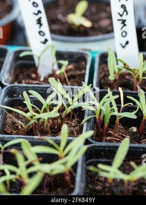 Plantules COSMOS dans des pots de pépinière Banque D'Images