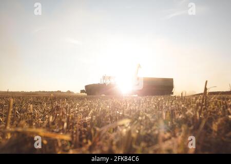 Tracteur avec une remorque à grains sur un champ au coucher du soleil Banque D'Images