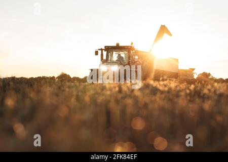 Tracteur avec une trémie à grain sur un champ au coucher du soleil Banque D'Images
