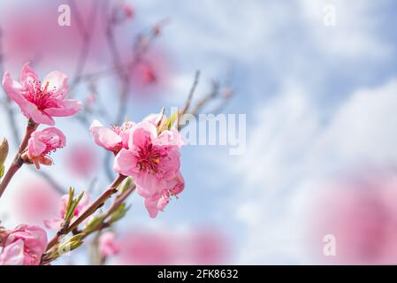 Fleurs de péach roses qui se bloissent sur l'arbre de pêche dans le ciel bleu Arrière-plan Banque D'Images