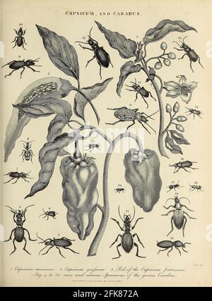 Capsicum (Peppers) et spécimens du genre Beetle Carabus Copperplate gravure de l'Encyclopédie Londinensis or, Dictionnaire universel des arts, des sciences et de la littérature; Volume III; édité par Wilkes, Jean. Publié à Londres en 1810 Banque D'Images