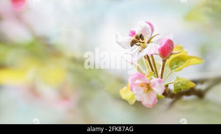 Une branche de pommier en fleur dans le jardin de printemps, nature et éco, abeille Banque D'Images